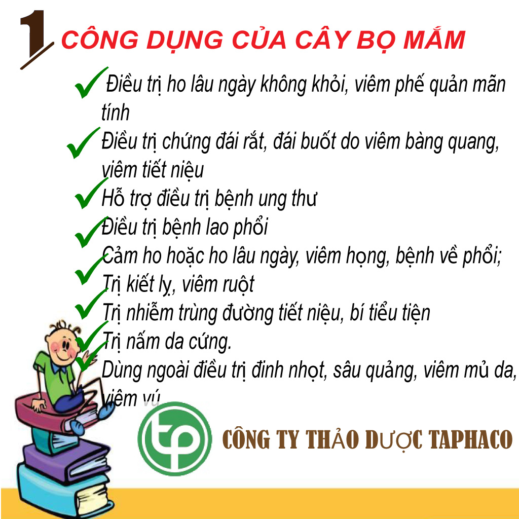 [HOT] Cây bọ mắm sấy khô 500g cao cấp - Thảo Dược Tấn Phát
