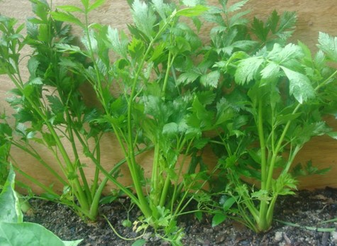 GÓI 2GRAM HẠT GIỐNG CẦN XANH PASCAL - SEN VÀNG