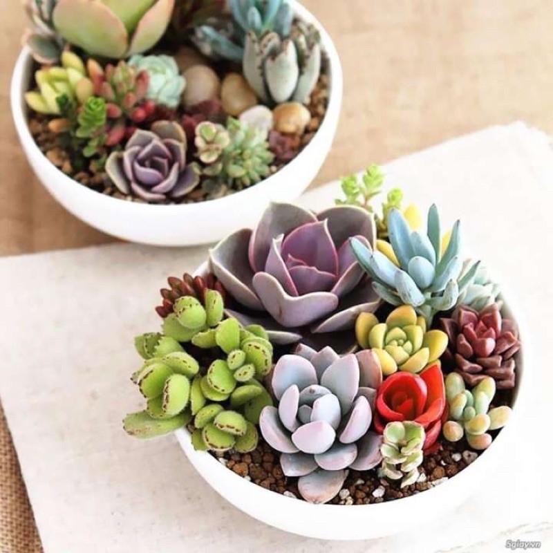 [HCM]Hạt Giống Sen Đá Mỹ Mini Mix | SL: 5 HẠT
