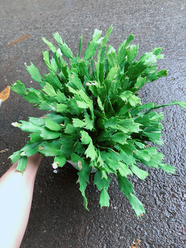 Chậu Hoa Quỳnh
