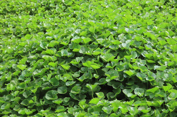 Rau má khô (Rau má mọc tự nhiên) 1 Kg