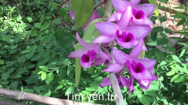 phi điệp tím yên tử