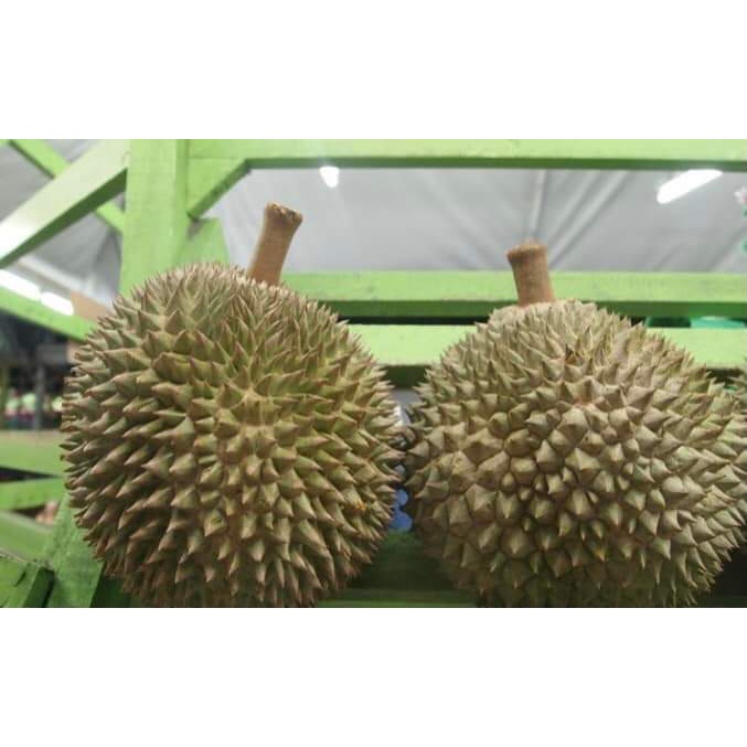 CÂY GIỐNG SẦU RIÊNG BLACK THORN (cây ghép cho trái siêu sớm )