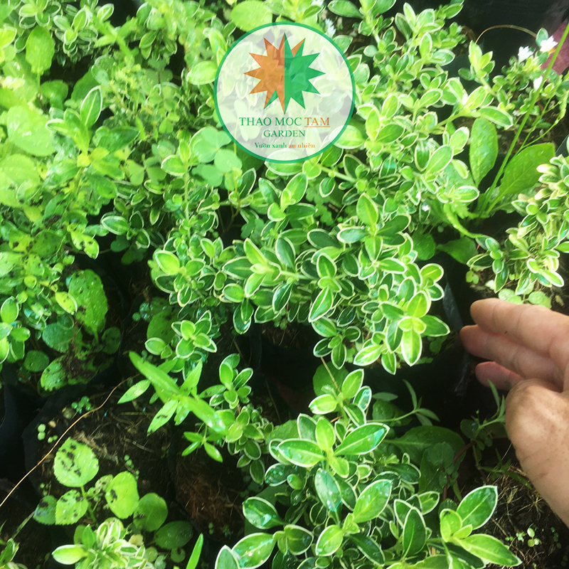 Cây hoa Bạch Tuyết Mai - Cây giống, cây nhỏ