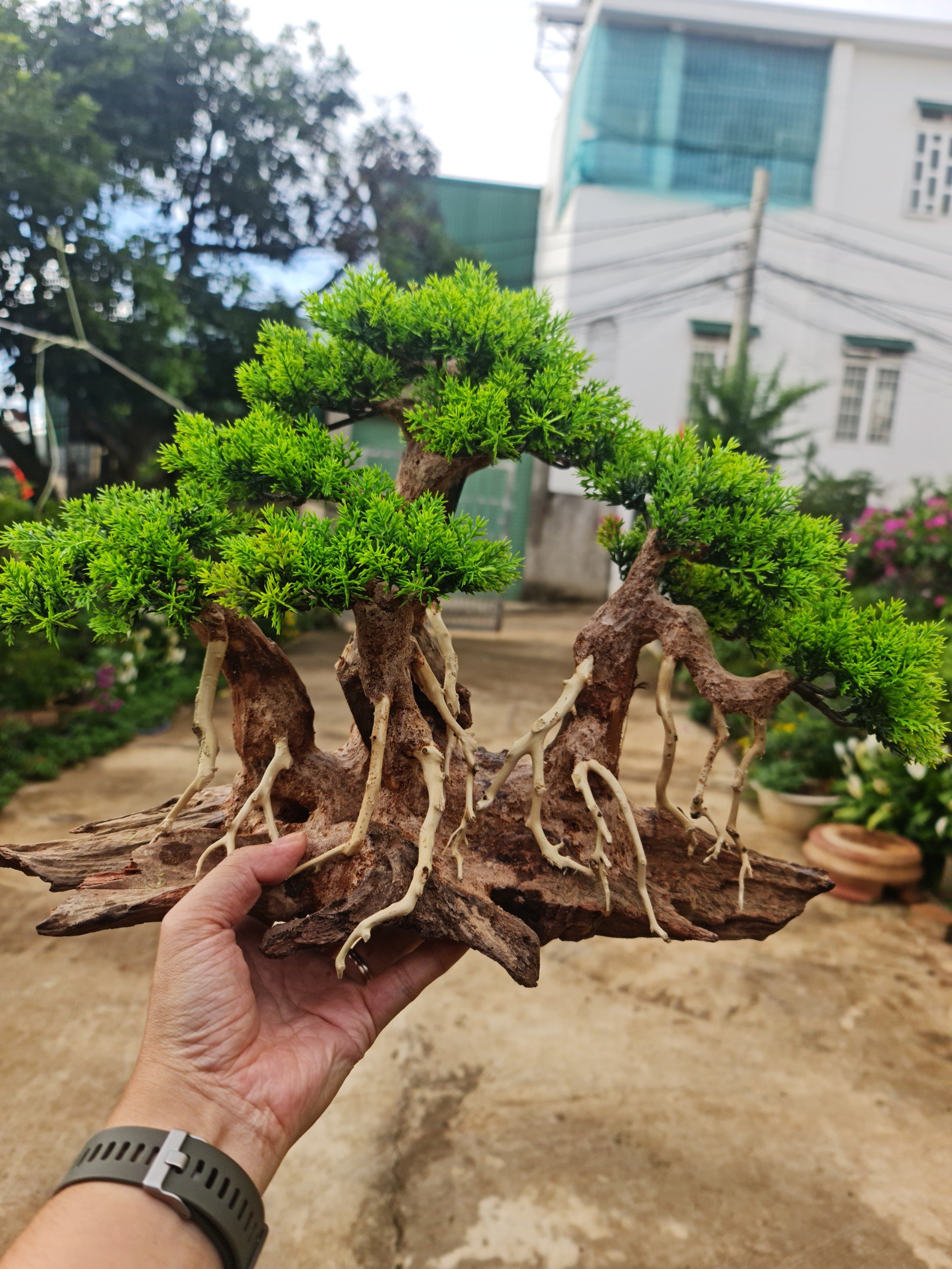 Lũa layout đại thụ cho bể cá cảnh- Xưởng Lũa Mr Wood