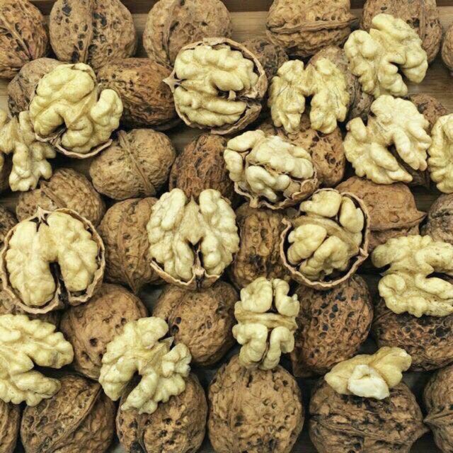 1kg óc chó rừng sapa vỏ mỏng nhân to béo ngậy