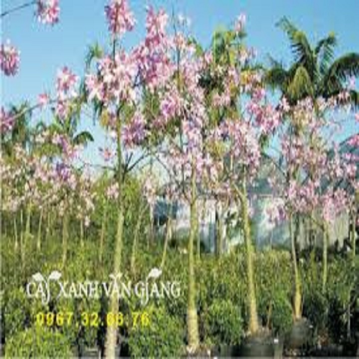 CÂY GIỐNG HOA MỸ NHÂN