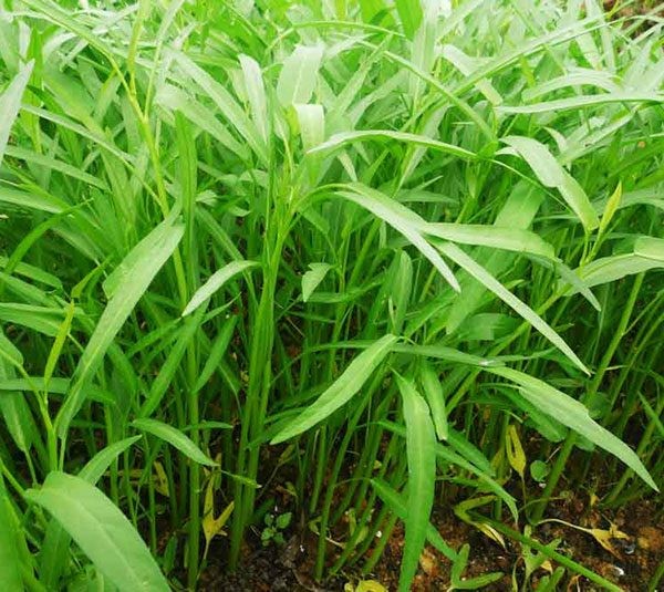 BỘ 2 gói hạt giống rau muống Cao Sản F! ( 2 gói 100gram )