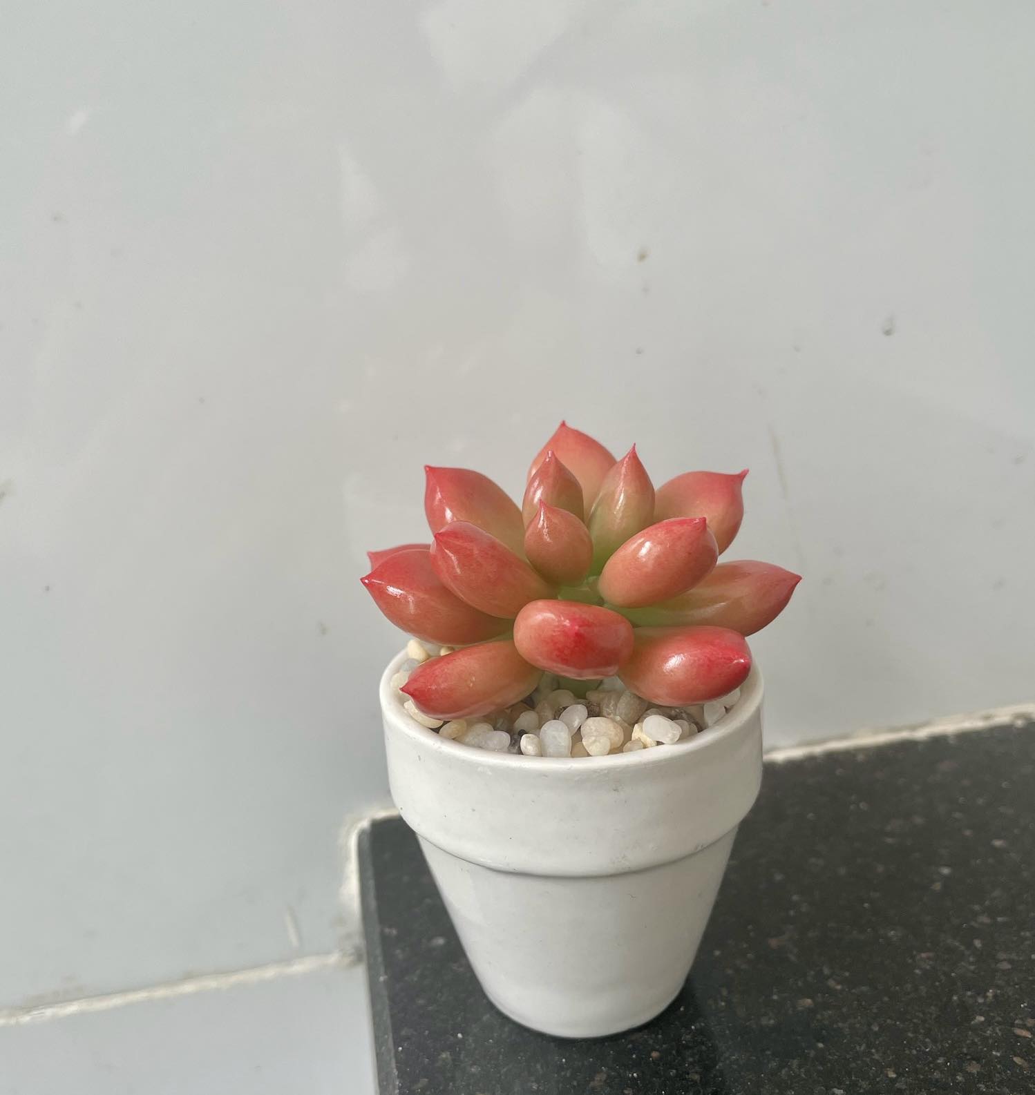 Chậu sen đá mini làm bằng đất sét đường kính 5cm