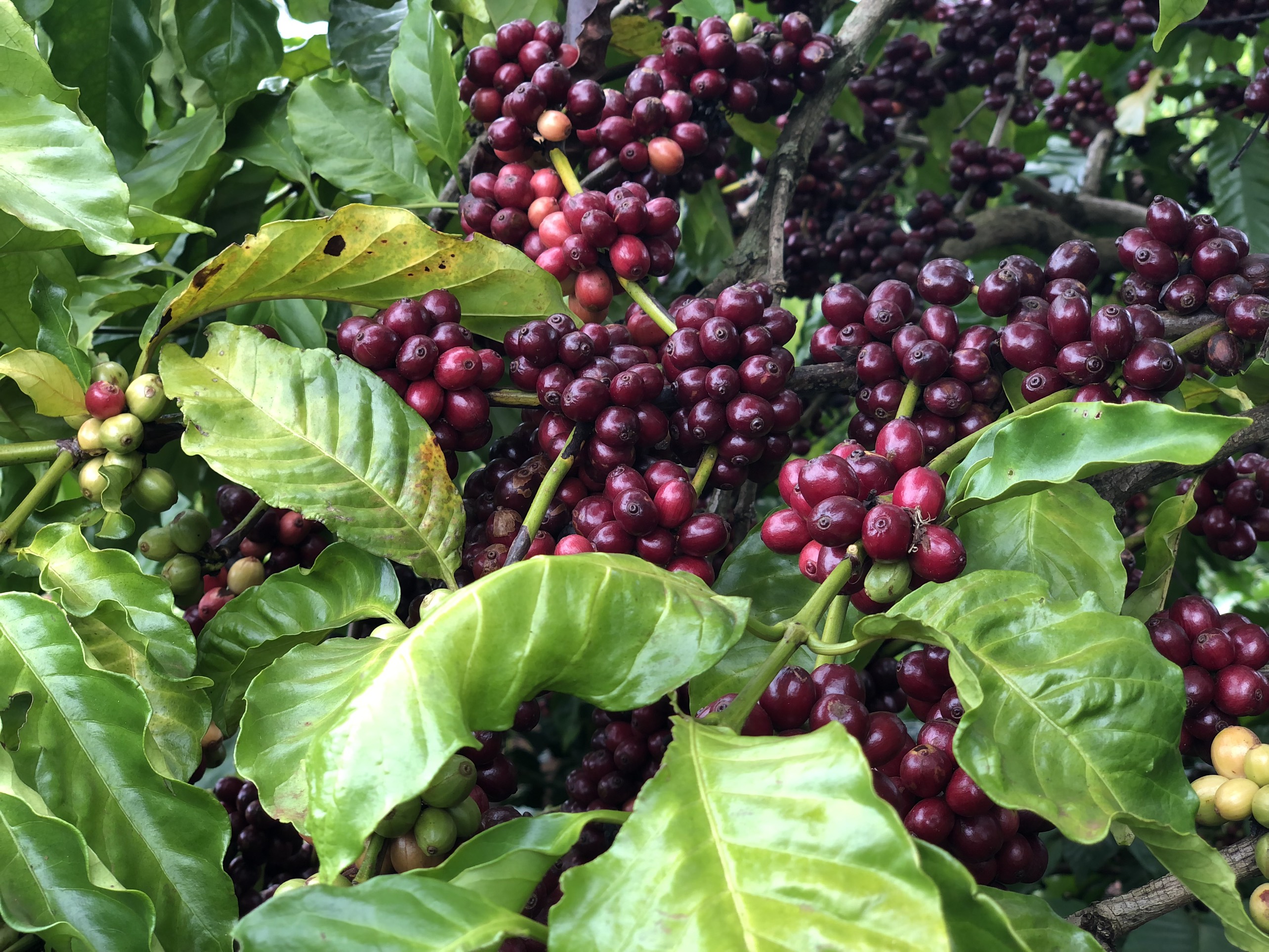 Cà Phê Nguyên Chất Baka - Culi (Hộp 500g)