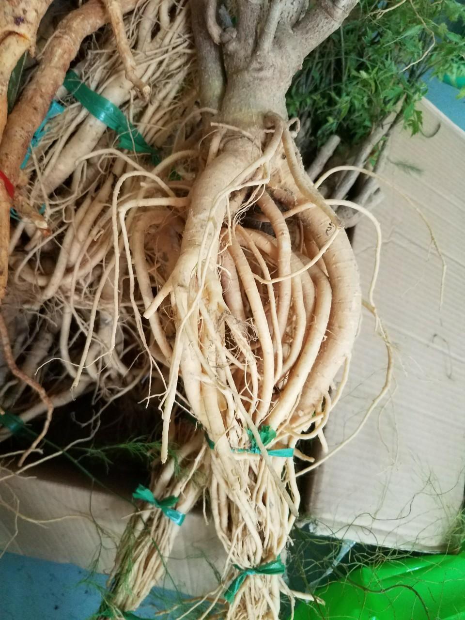 Củ đinh lăng tươi củ 1-1.3kg/củ - Đinh lăng nếp lá nhỏ