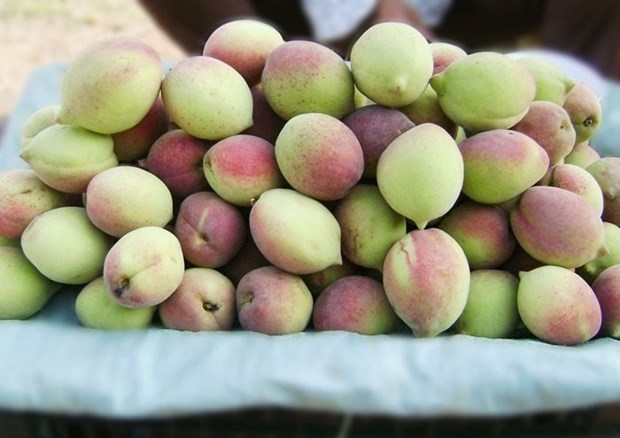 Xí muội đào không hạt loại ngon (1kg)