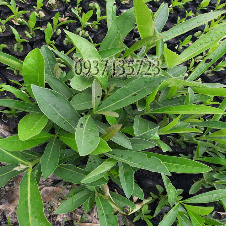[HCM]combo 5 cây giống chuông vàng