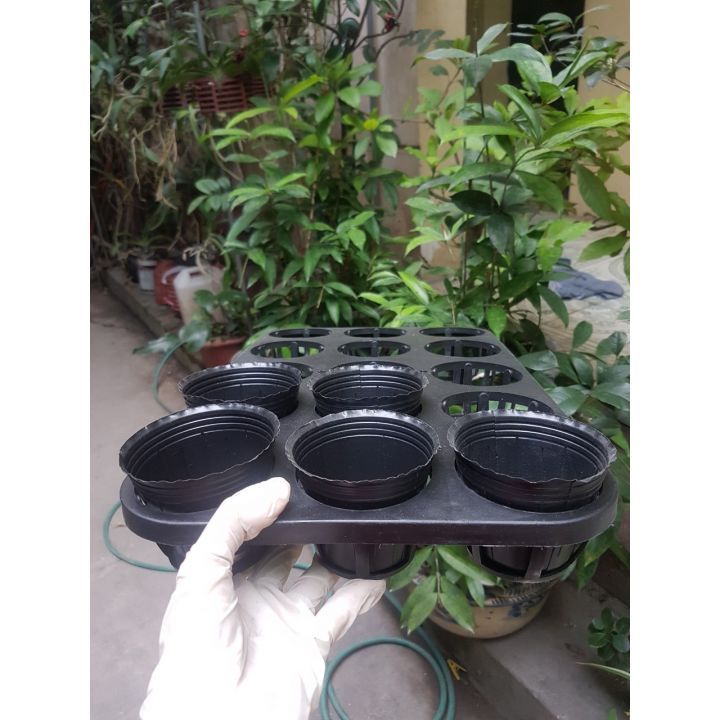 Set 5 khay ươm 15 lỗ kèm chậu 2.5 inch