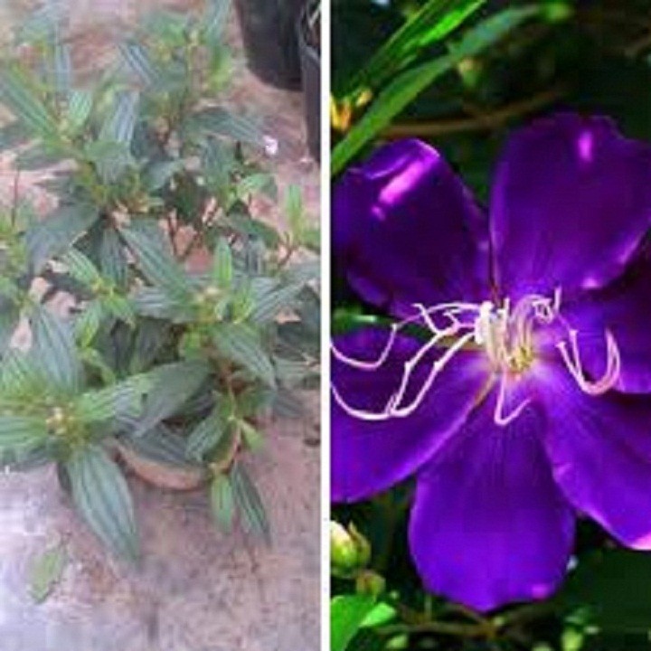 Combo 2 chậu hoa mua tím thái lan siêu đẹp
