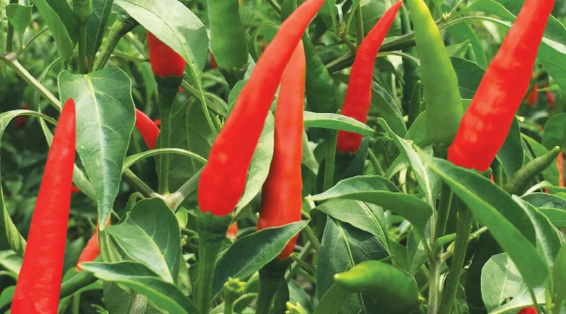 Hạt Giống Ớt Chỉ Thiên Siêu Cay  gói 0.5g