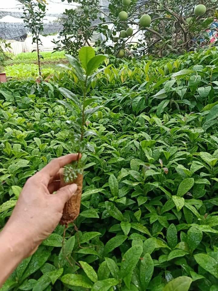 Conbo 3 Cây giống mai vàng Yên Tử