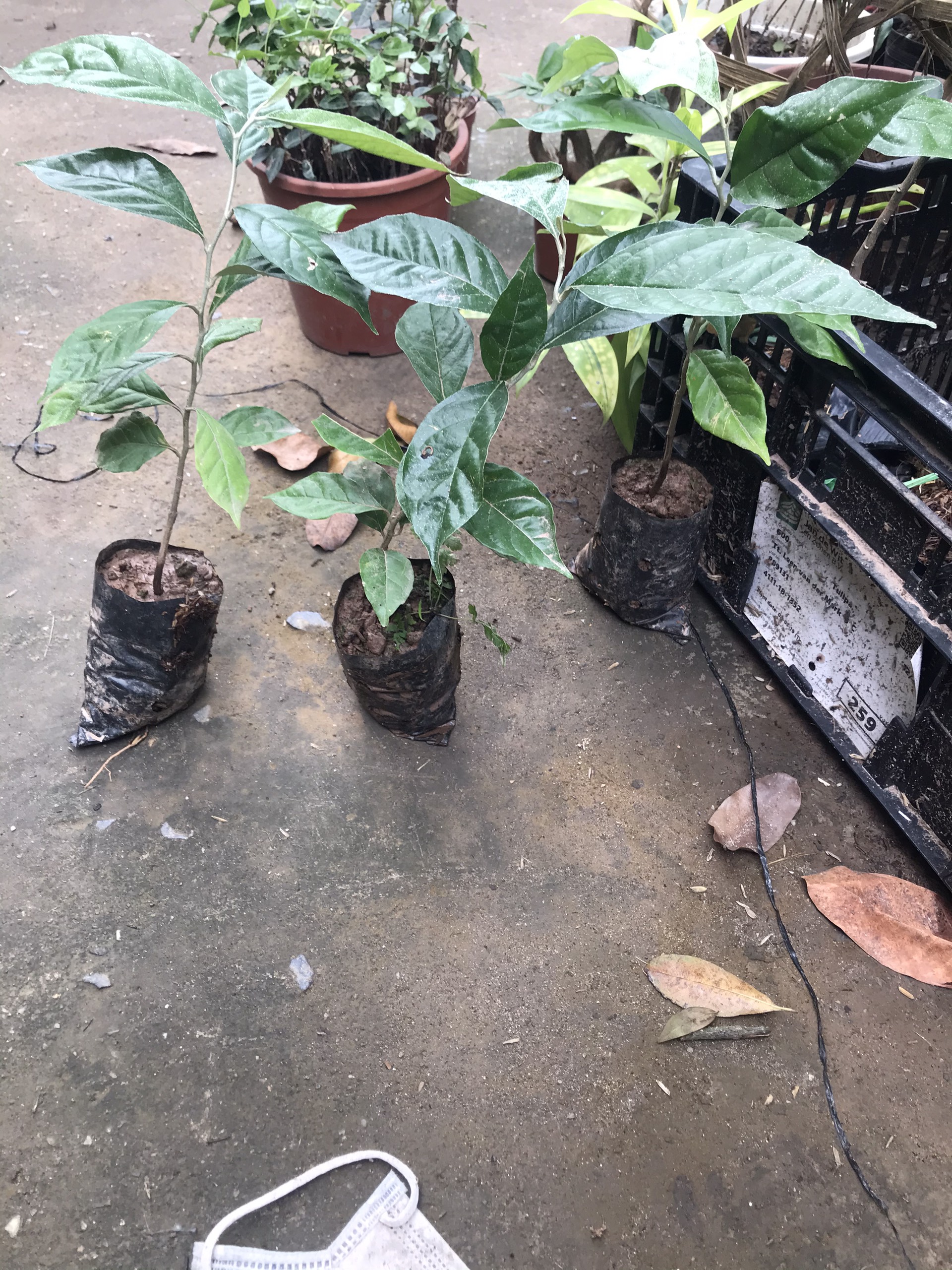 Cây nhót ngọt siêu trái mỹ