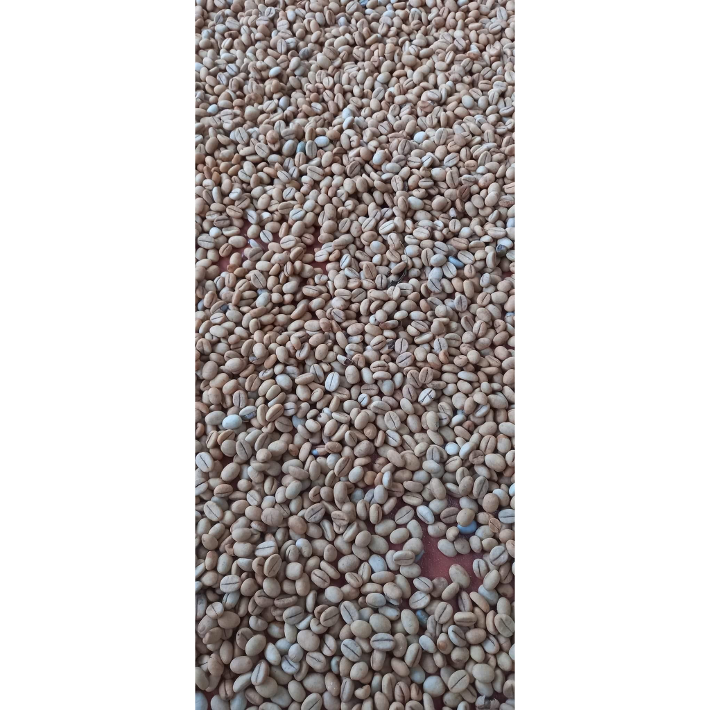 1kg HẠT Giống cà phê vối TRS1 (gói 1kg)