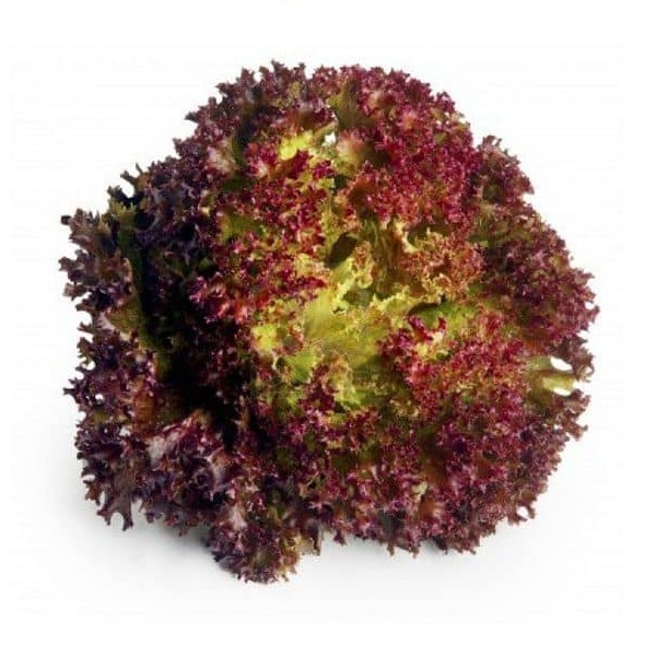 Hạt giống xà lách xoăn tím cao sản - Lollo Rossa VTS102 | Vạn Tín Store