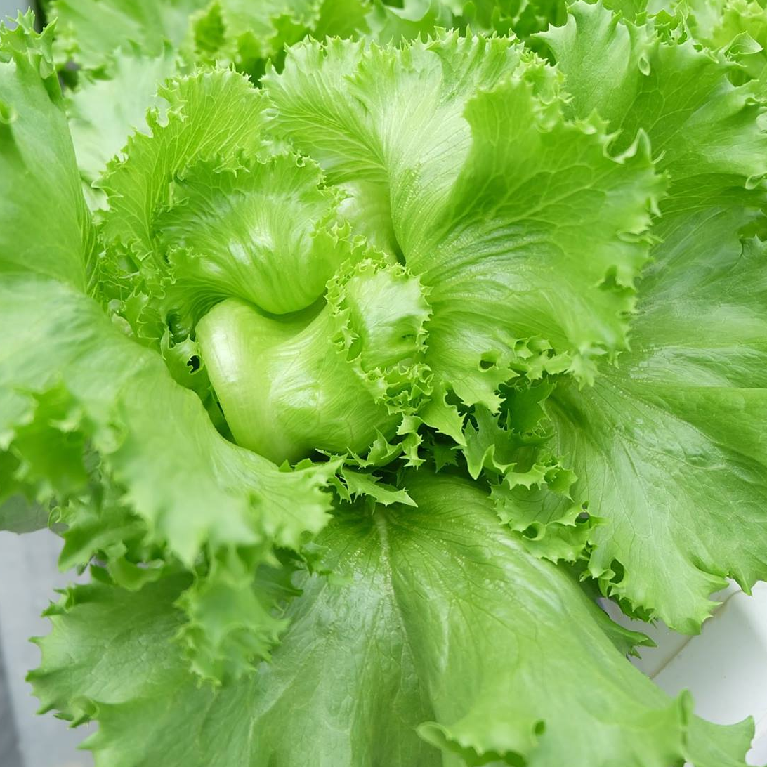 [HCM]2g Hạt Giống Xà Lách Minetto