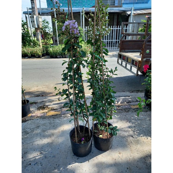 cây tường vy tím siêu hoa