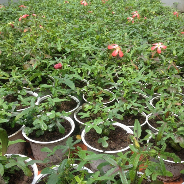 30 Hạt giống nhân sâm Bố Chính