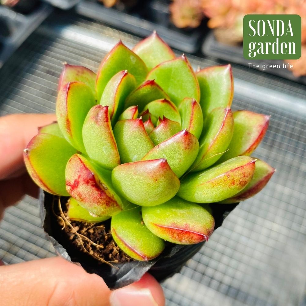 SEN ĐÁ VIỀN LỬA SIZE BÉ SIÊU KHỎE ĐẸP LỖI 1 ĐỔI 1