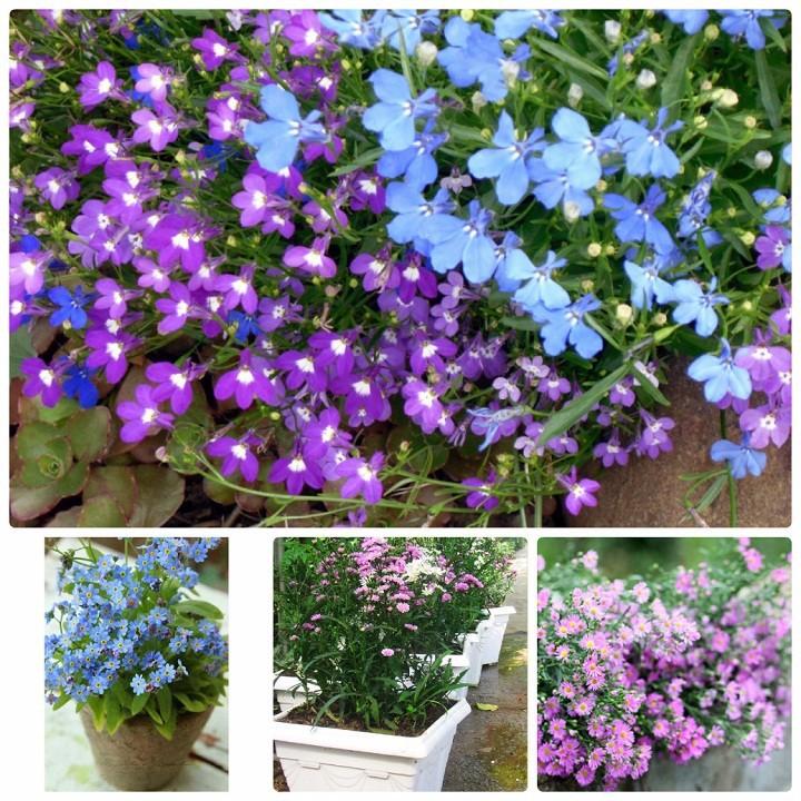 Hạt giống hoa lưu ly - Forget me not - Mix nhiều màu gói 100 hạt