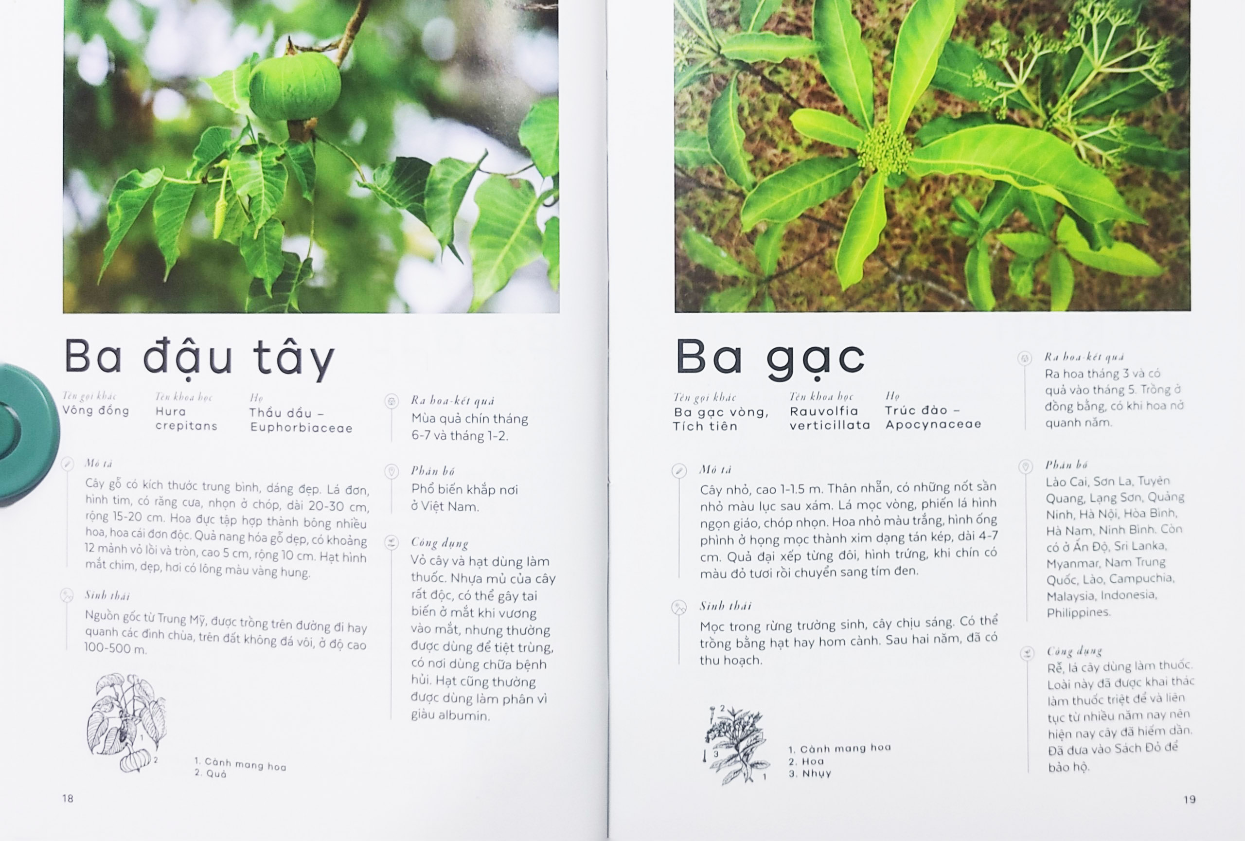 Sách - Các loài cây Việt Nam (Nhã Nam)