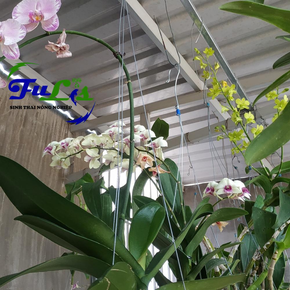 Bộ béc phun sương tưới lan tự động