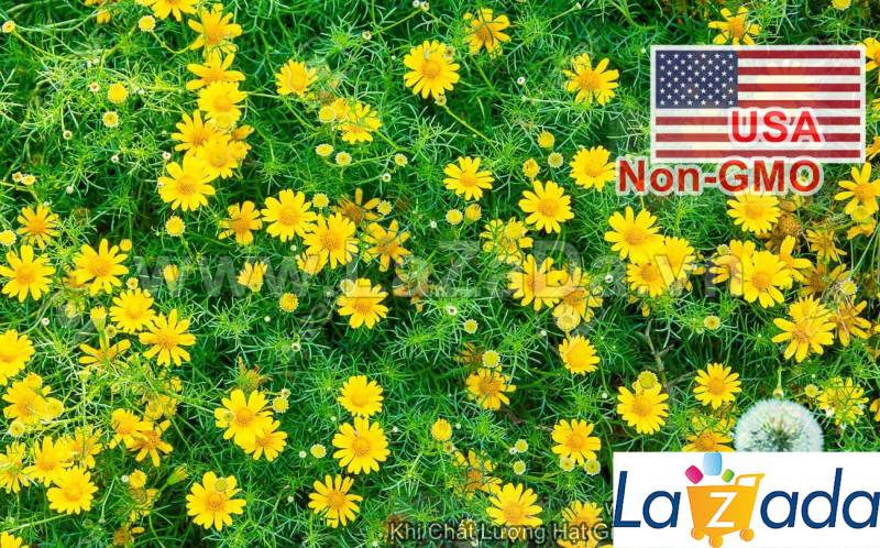 1000.HẠT Hạt Giống Hoa Cúc Sao Băng USA (| -KD: B25*V74)