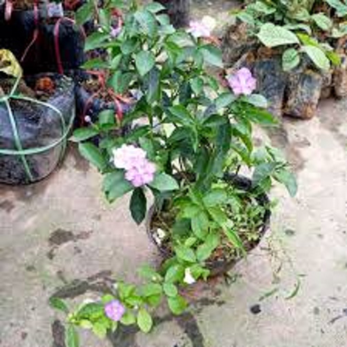 BẦU hoa nhài nhật tím đổi màu size lớn +Tặng 3 cây chè xanh