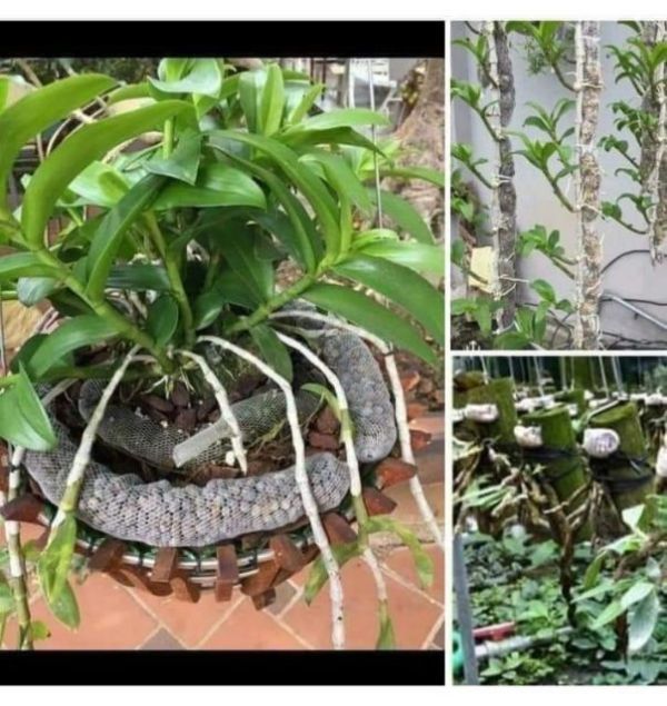 Túi lưới bọc, đựng phân tan chậm cho hoa lan 100gram