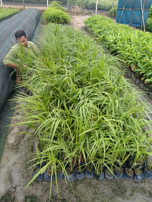 Combo 6 cây cau vua giống cao 40cm