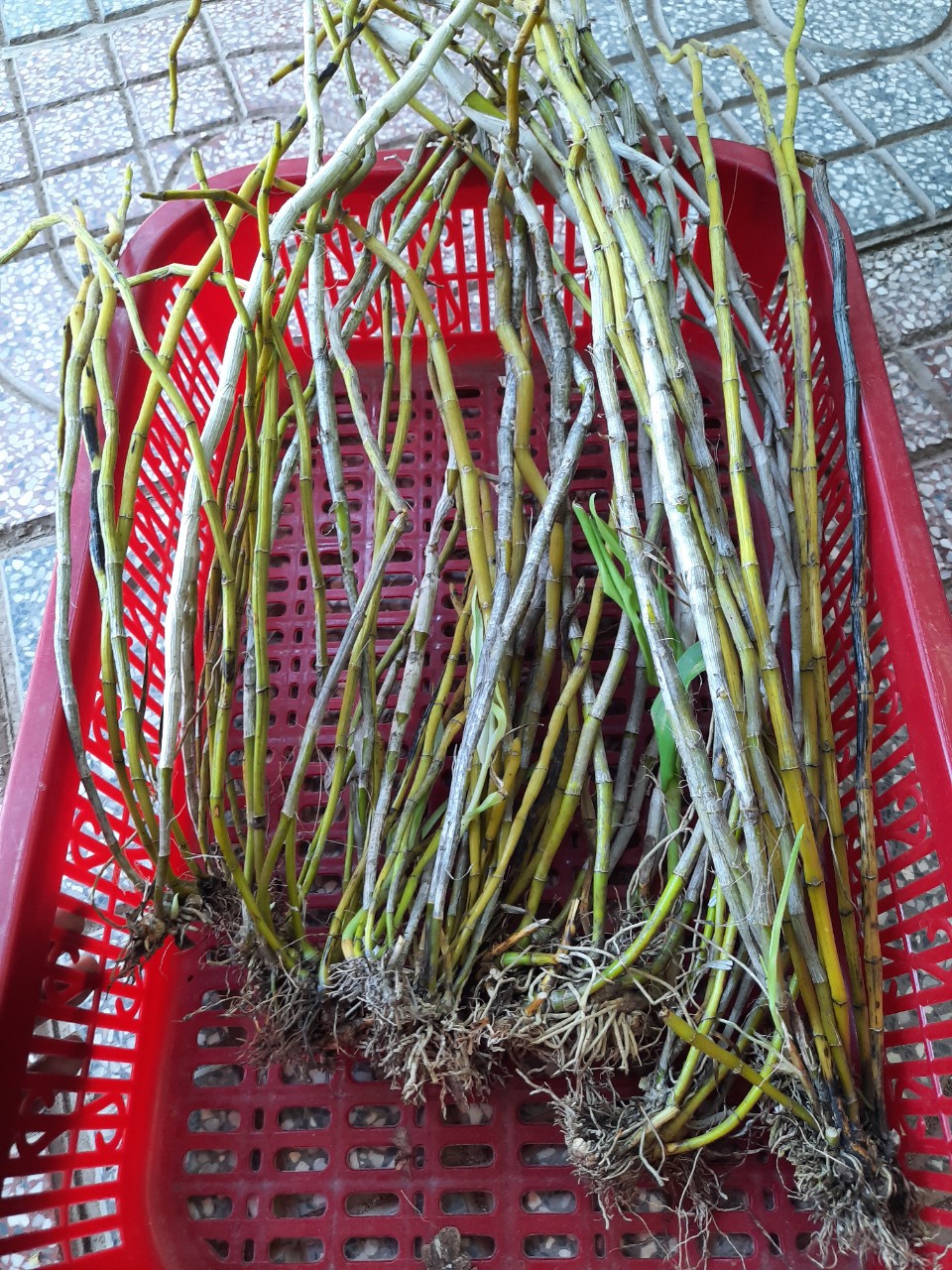lan rừng ngọc thạch 3 màu 0,5 kg 75k(hàng xuống lá)