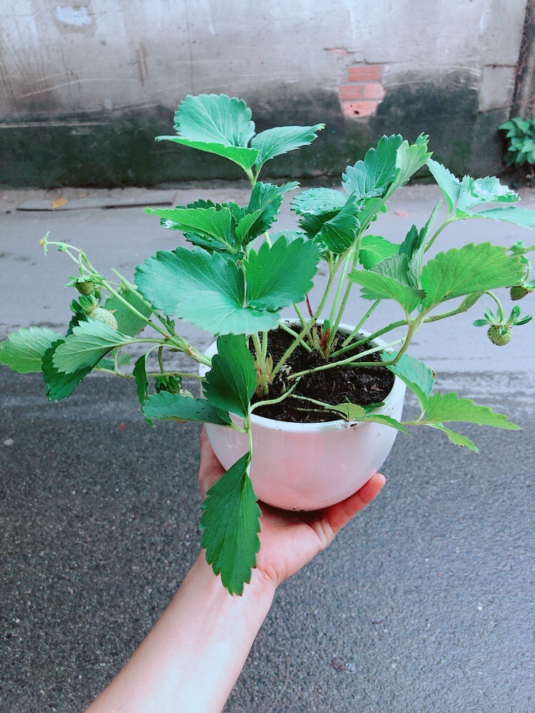 Chậu Dâu Tây