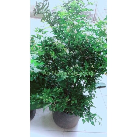 Cây nguyệt quế lớn hàng đẹp