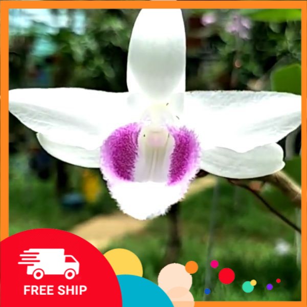 (SHOP ẢNH THẬT) LAN ĐỘT BIẾN - Phi điệp ĐỘT BIẾN 5 cánh trắng HIỂN OANH (HO) - Hàng var, hoa cực đẹp cực hiếm gieo hạt - Cây Y hình