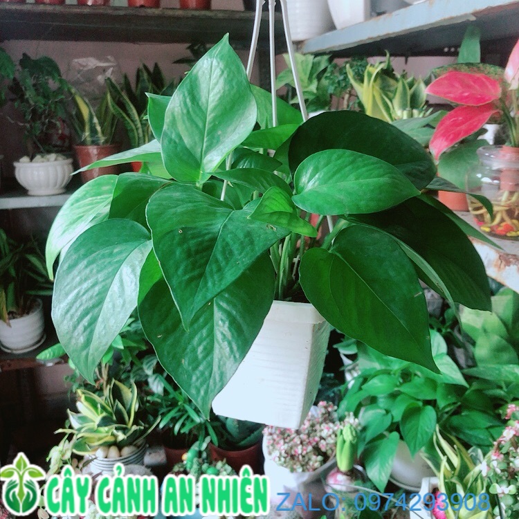 Trầu Bà Thái (vàng,xanh)