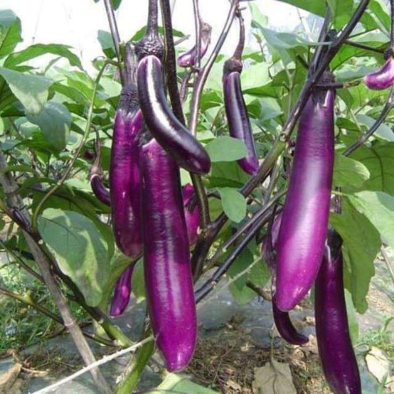 50 hạt giống cà tím dài