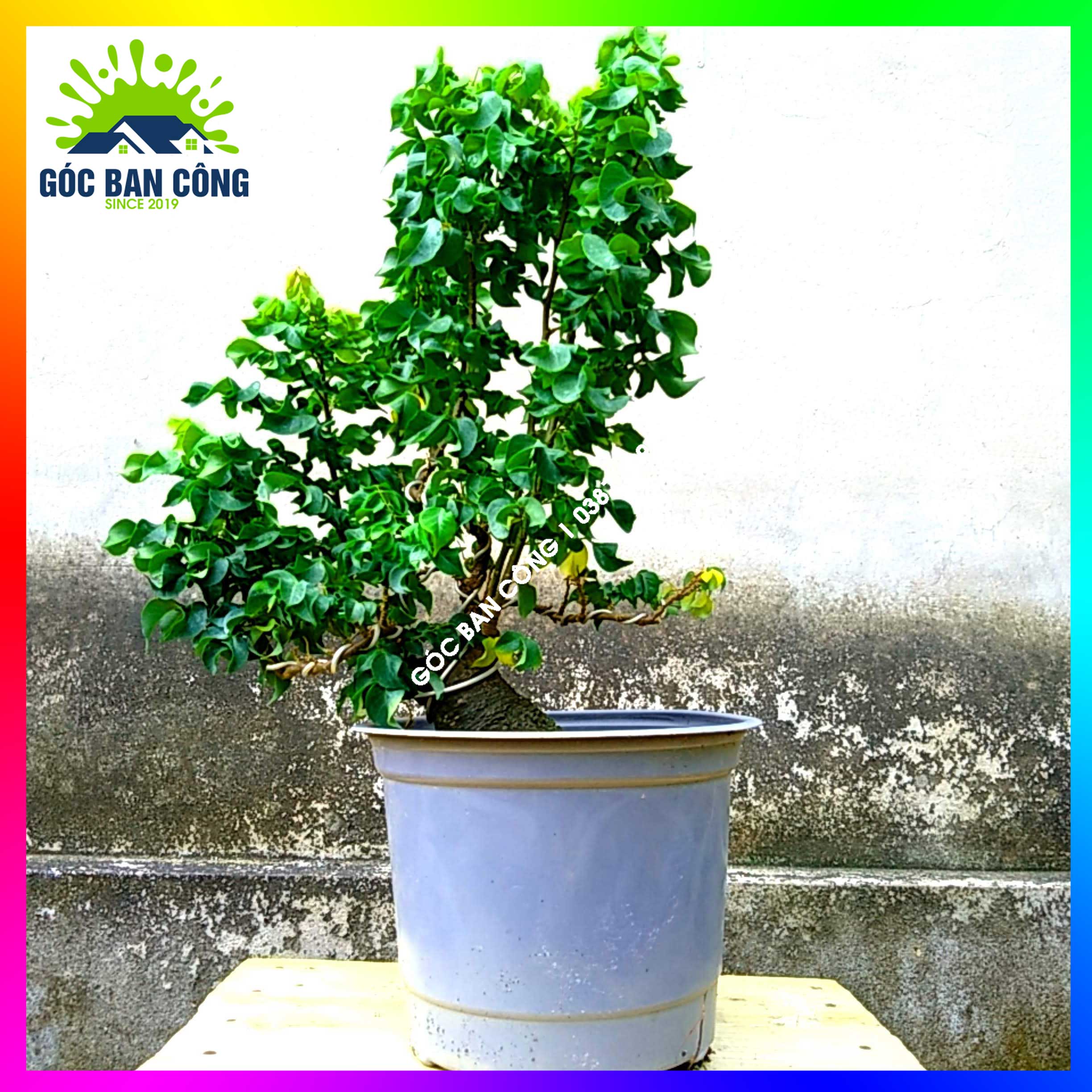 Cây Khế Bonsai Mini Gốc Quái - KBS06