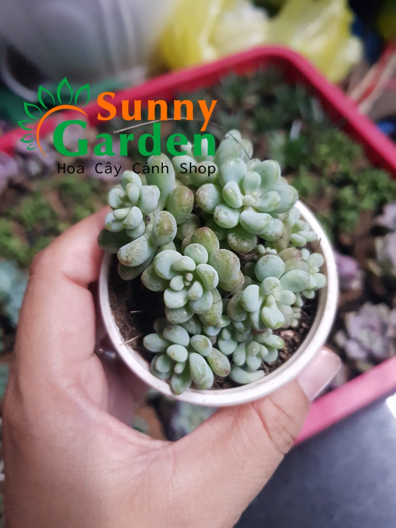 Sen Đá Hạt Nếp