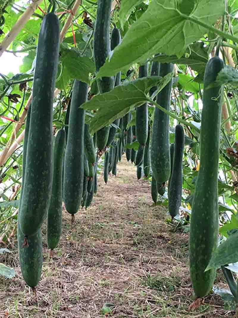 Hạt giống Bí xanh trái dài (Bí sặt, Bí đao xanh) - Gói 50 hạt