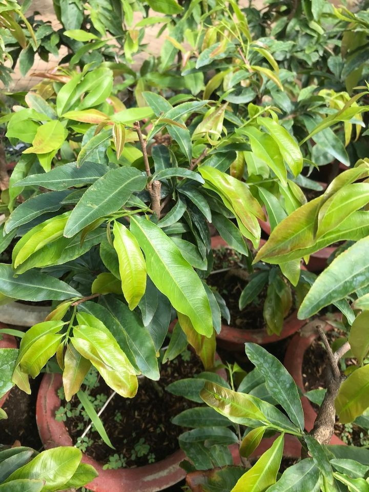 BUNG ĐỌT RA RỄ -CHUYÊN MAI-BUNG ĐỌT PHỤC HỒI CÂY ( dung tích 1 lít)