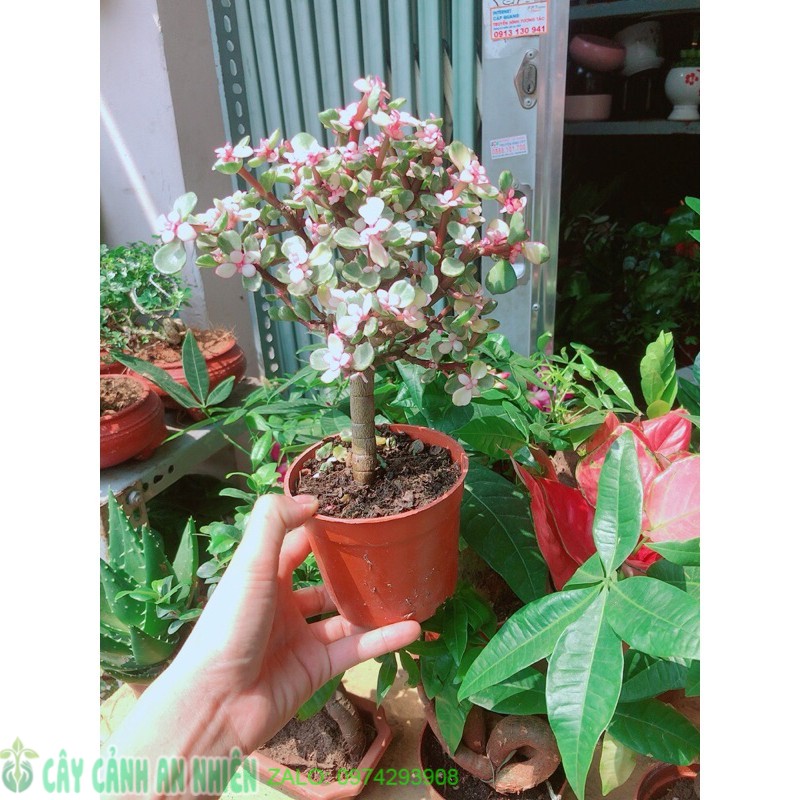 [HCM]Cây Cành Vàng Lá Ngọc 1 Thân