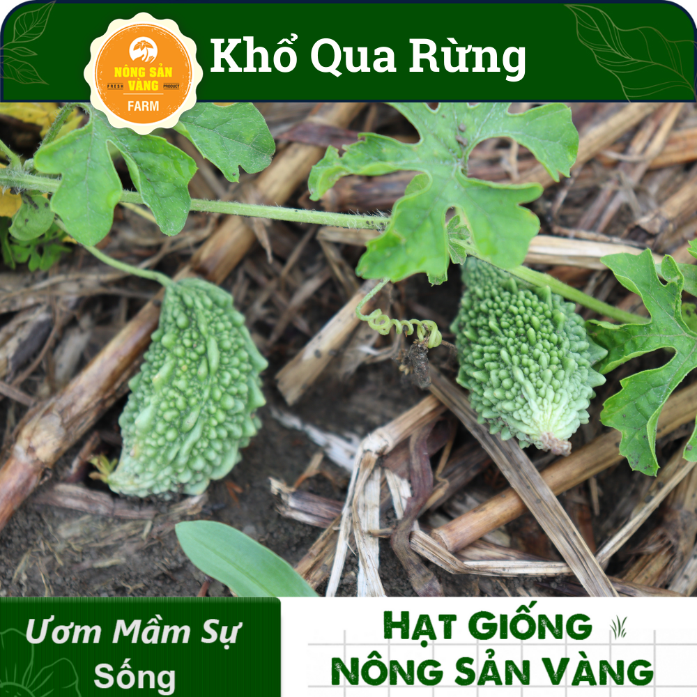 Hạt giống Khổ Qua Rừng Nảy Mầm Cao, Giàu Giá Trị Dinh Dưỡng (Gói 10 Hạt) - Nông Sản Vàng