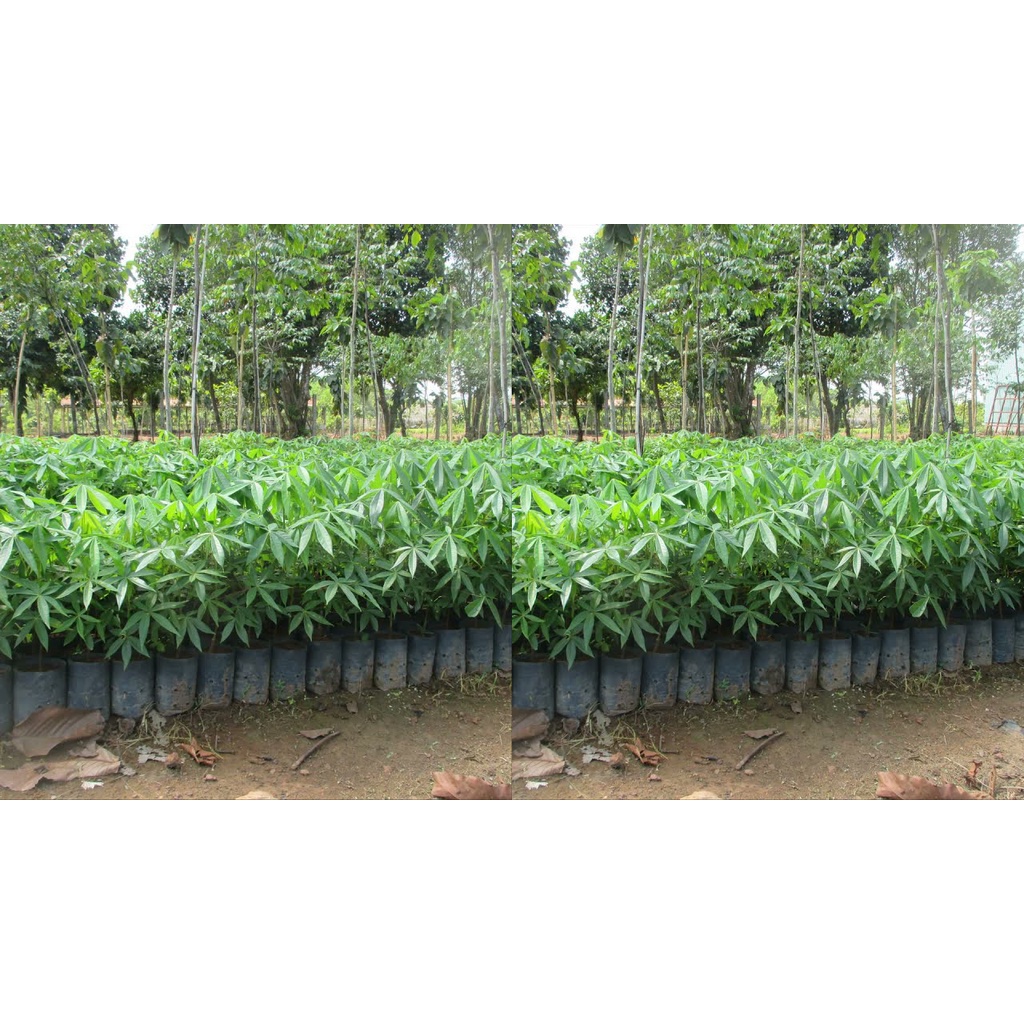 CÂY GIỐNG TRÔM LẤY MỦ (uacj bảo hành )