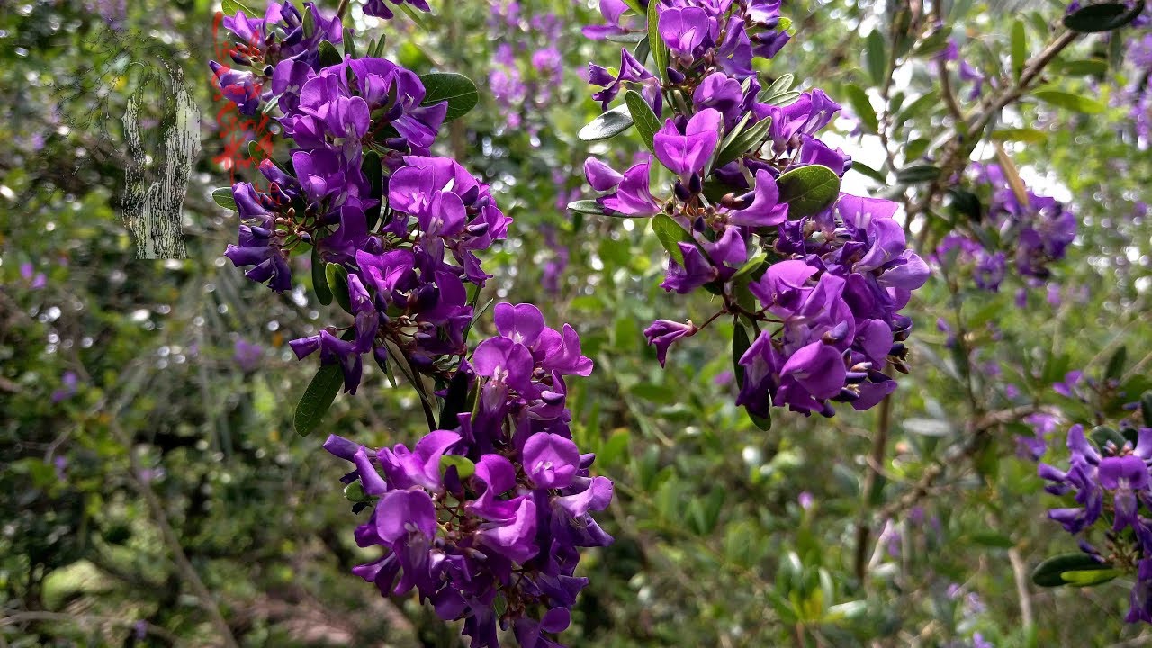 CHẬU CÂY LINH SAM (CÂY SAM NÚI )