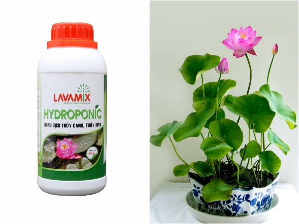 Lavalix 100ml hydroponic solution-shallow yellow
